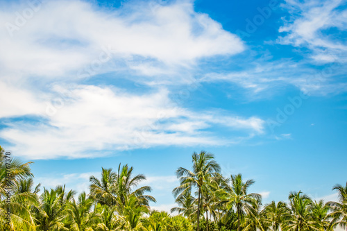 Tropical beach summer background with coconut palm trees against blue sky and white clouds. Space for text.