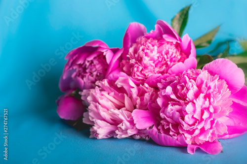 Fluffy pink peonies on blue. photo