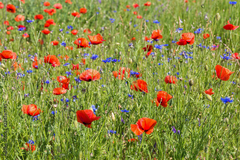 Fototapeta premium Summer landscape with wild poppies