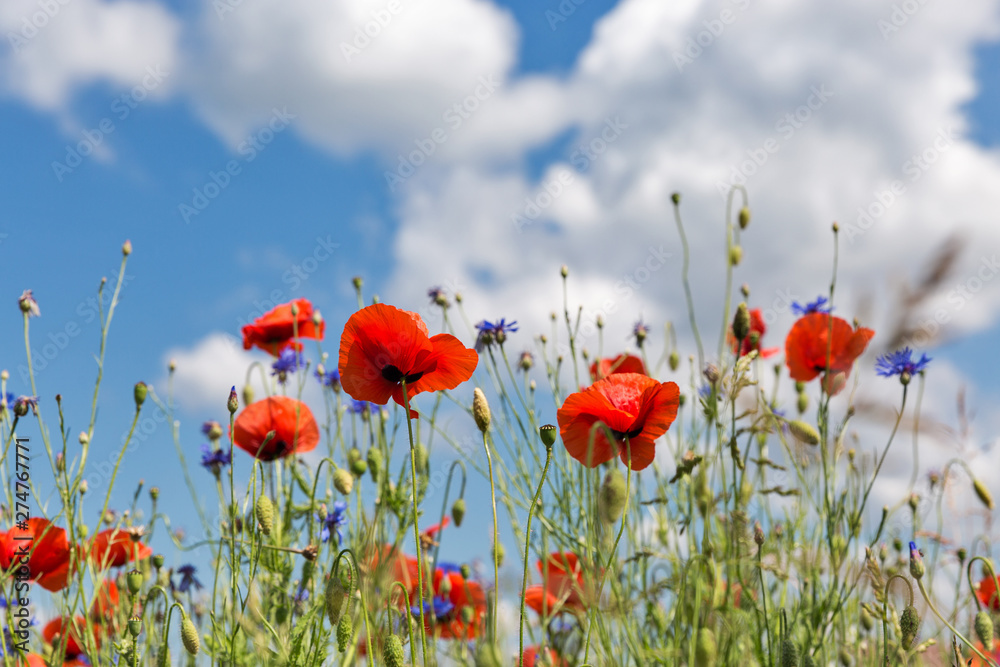 Obraz premium Letni krajobraz z dzikimi makami