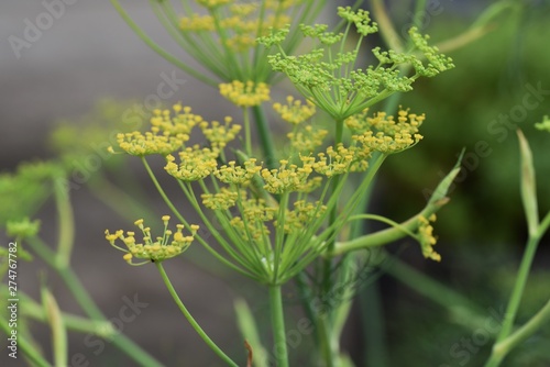 Fennel is a sweet-scented herb used for food and medicine.