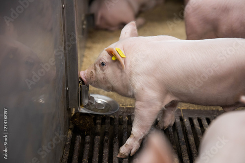 piglet drink water