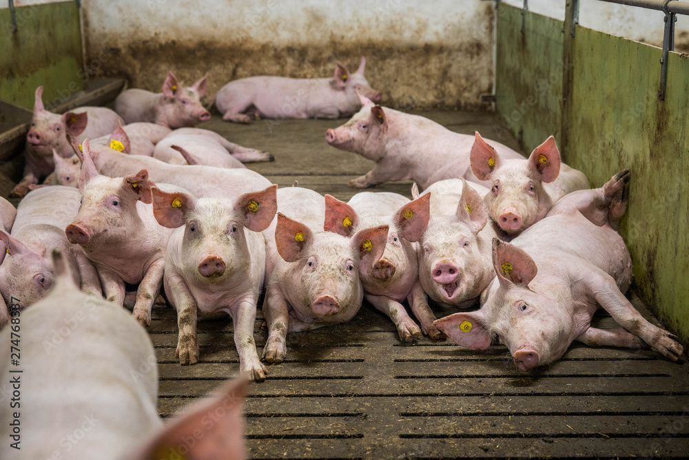 Pigs on the farm. Happy pigs on pig farm - obrazy, fototapety, plakaty 