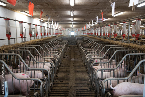 The farm pigs photo