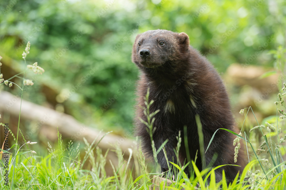 Wolverine Wolverine