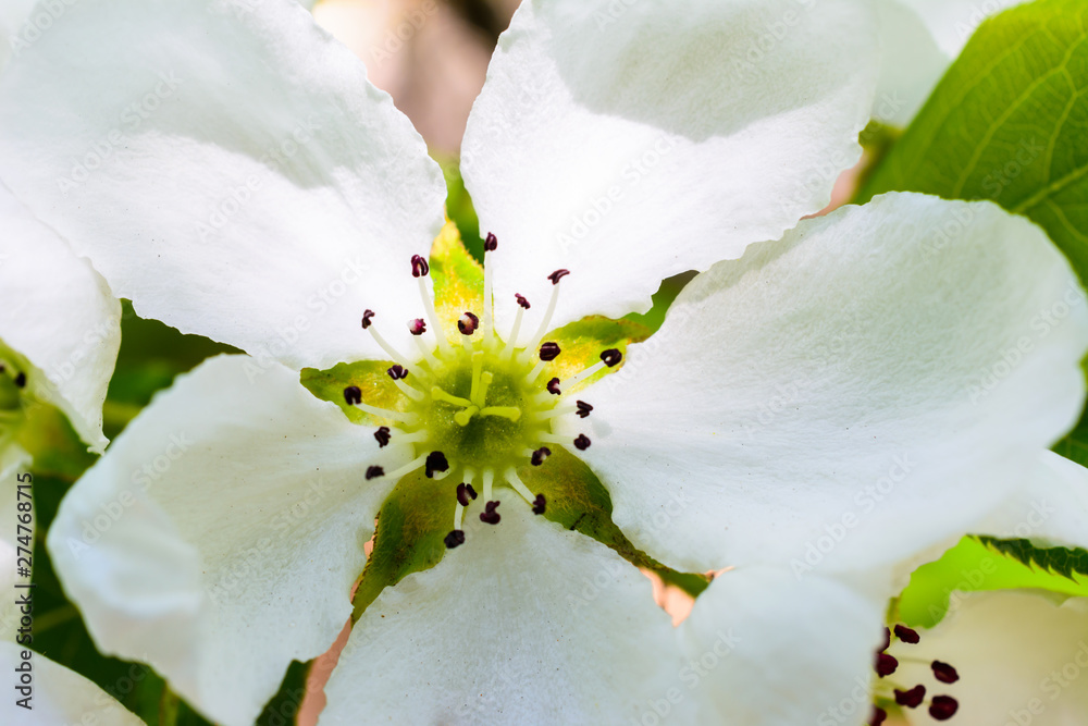 Obraz premium Blooming apple tree close-up. Macro Photo flowers of the apple tree. Blossoming apple tree (Malus domestica) spread the fragrant aroma on the soft sunlight. The springtime.