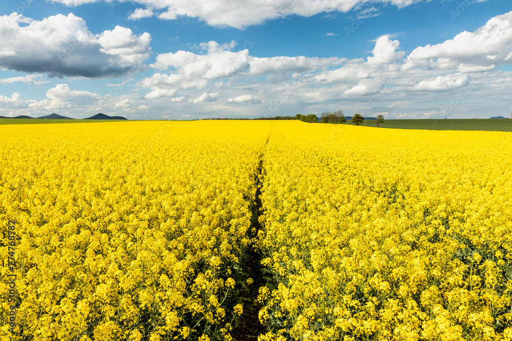 Obraz premium A rural scene of large field full of yellow rape seed flowers. Beautiful bright yellow color, perfect blue skies with several white clouds. Tracks leading towards horizon creating lovely leading line.