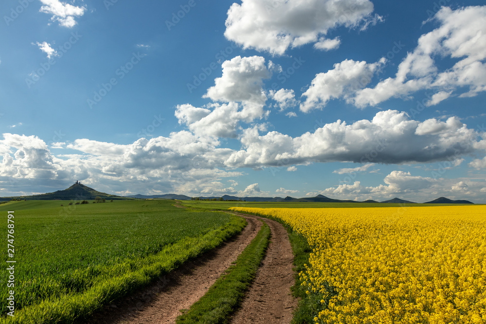 Obraz premium Lovely sunny spring day, blue skies, several white clouds, green and yellow fields. Agriculture world. Amazing colors, fresh air. Nature of today. Leading line towards horizon.