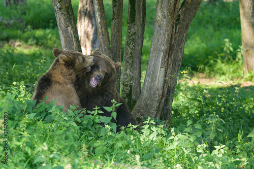 European brown bear © Wildpix imagery