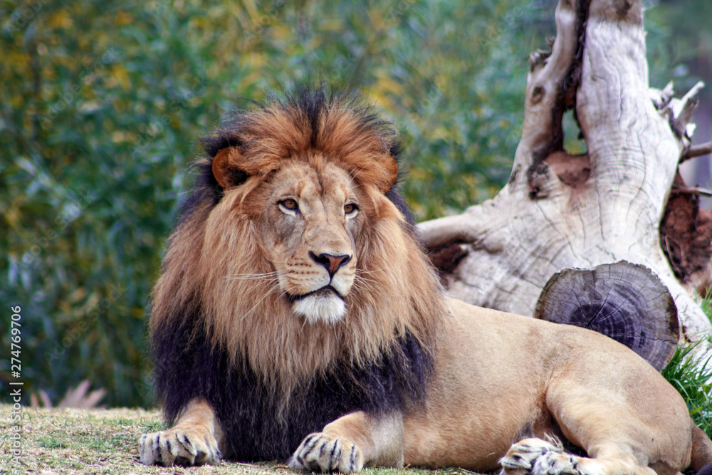 Obraz premium Lion in the wild