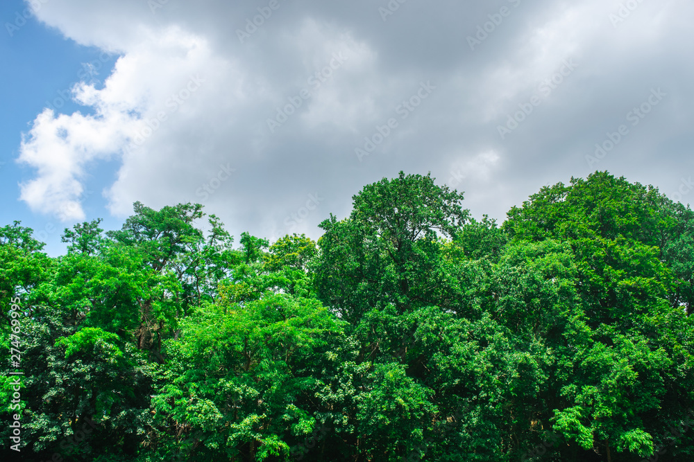 Dutch forest trees for the sky