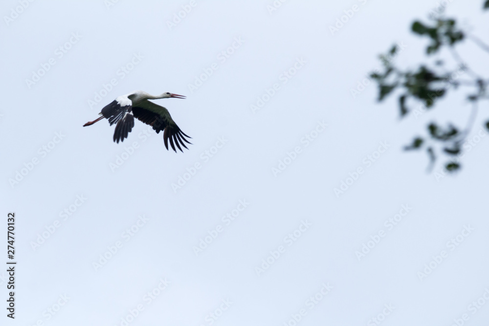 Obraz premium stork in flight