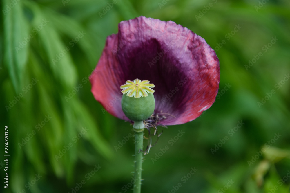 beautiful poppy flower close up