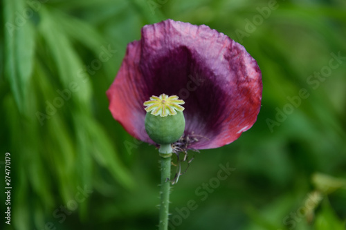 Obraz na płótnie beautiful poppy flower close up w salonie