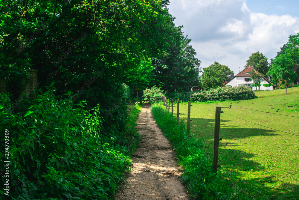 Path between a hedge and meadow Path between a hedge and meadow