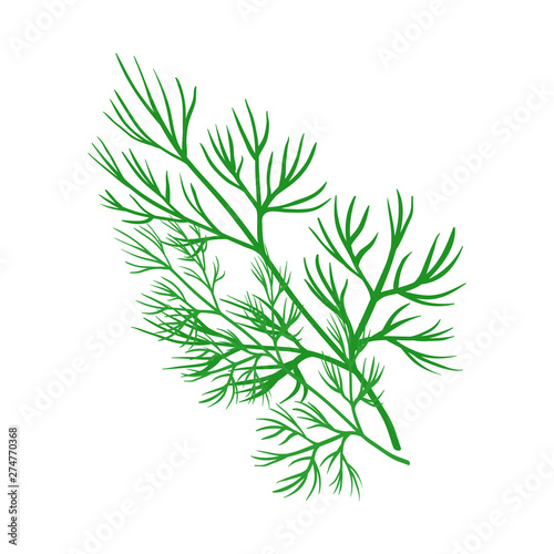 Isolated object of dill and greenery icon. Set of dill and aromatherapy stock symbol for web.