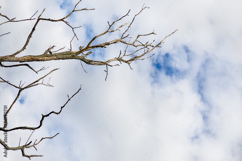 Dry tree branches on the white winter sky background with blue clouds. Copy space Dry tree branches on the white winter sky background with blue clouds. Copy space