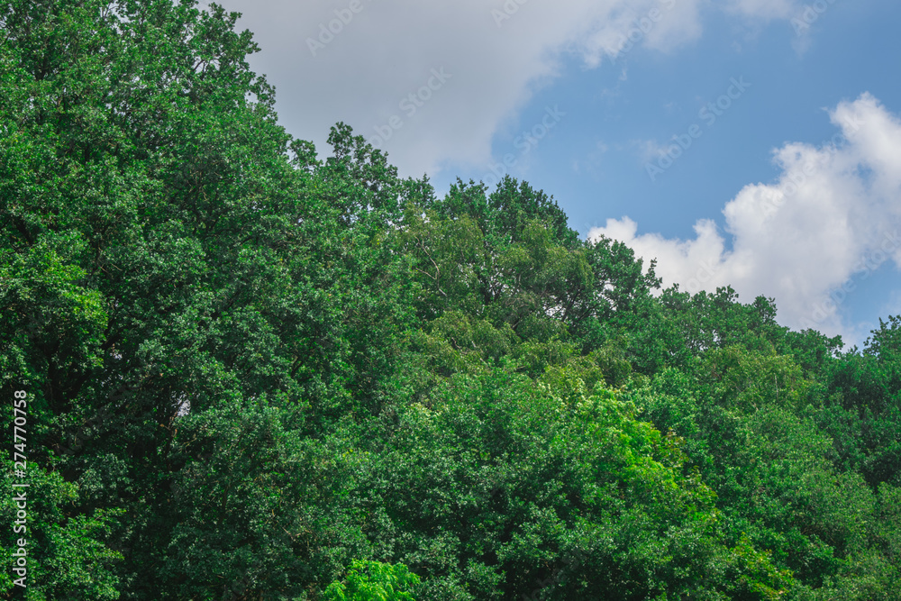 Trees in the bright sunlight