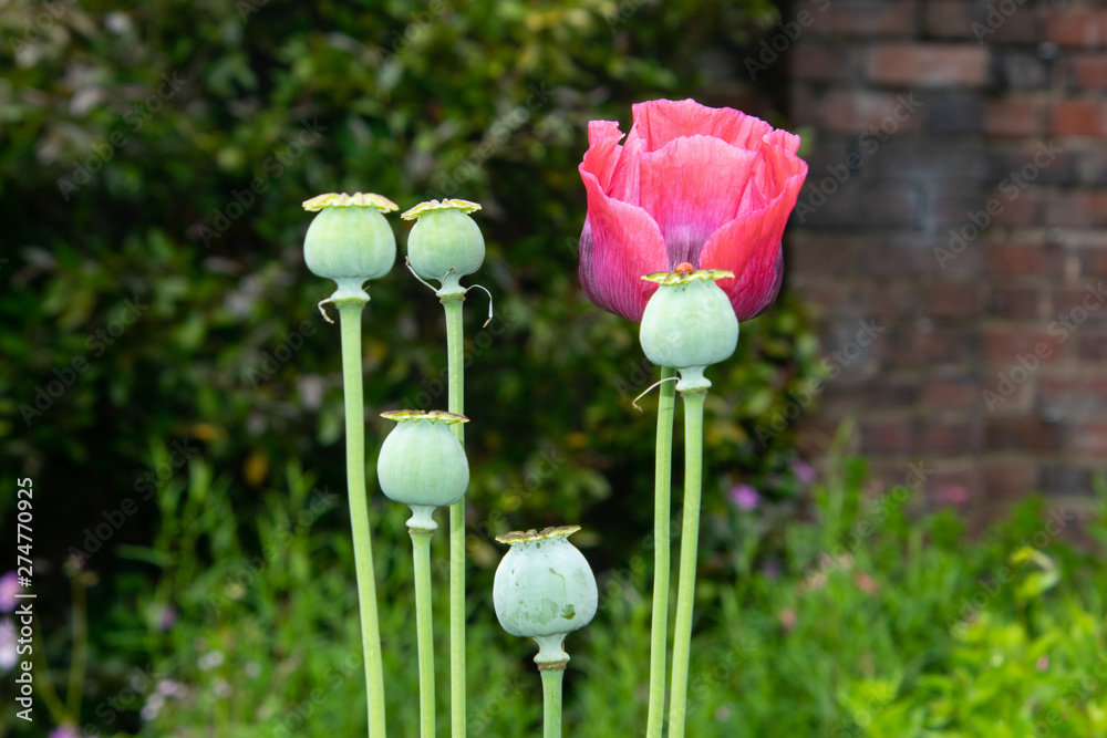 red poppy flower