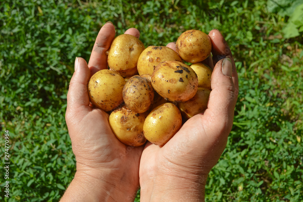 Organic vegetables. Farmers hands with freshly harveste.Fresh bio potatoesd vegetables.. Organic vegetables. Farmers hands with freshly harveste.Fresh bio potatoesd vegetables..