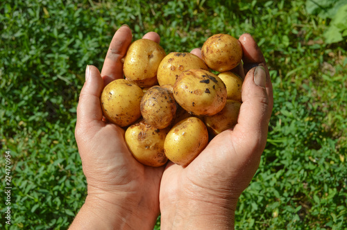 Organic vegetables. Farmers hands with freshly harveste.Fresh bio potatoesd vegetables..