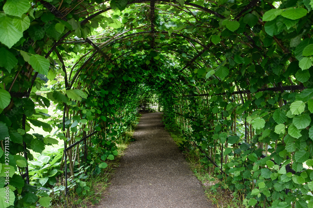 tunnel made of branches and leaves, natural tunnel, green