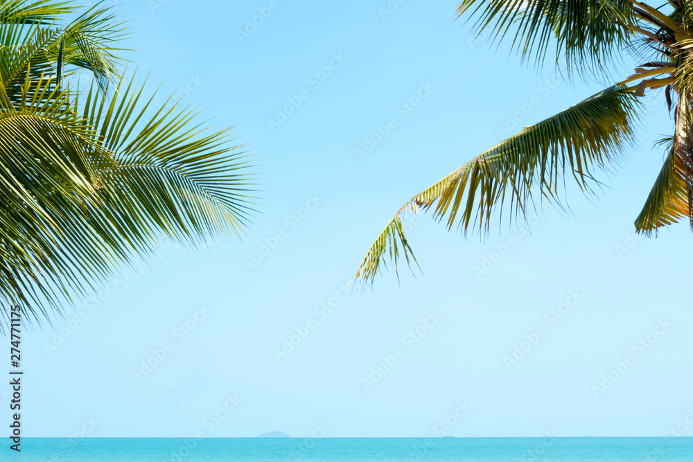 coconut leaves on blue sky and seascpae background