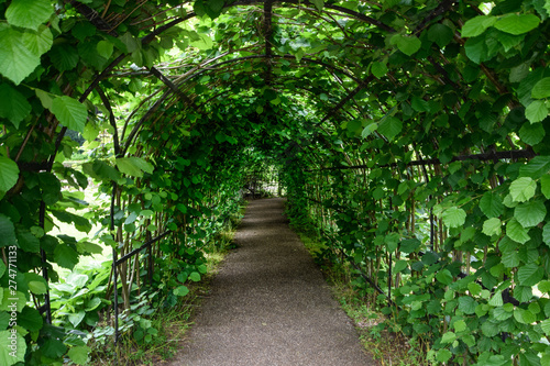 Obraz na płótnie tunnel made of branches and leaves, natural tunnel, green w salonie