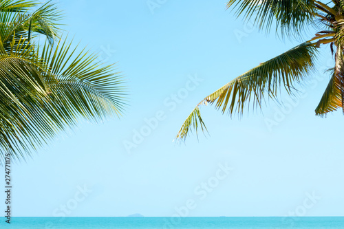 coconut leaves on blue sky and seascpae background