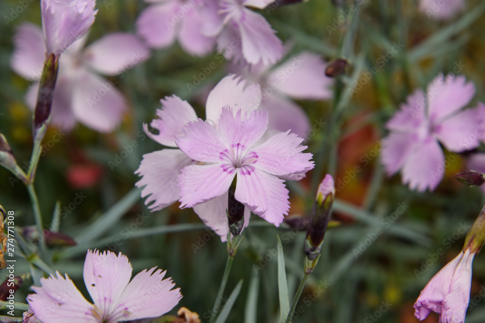 beautiful carnation pink flowers
