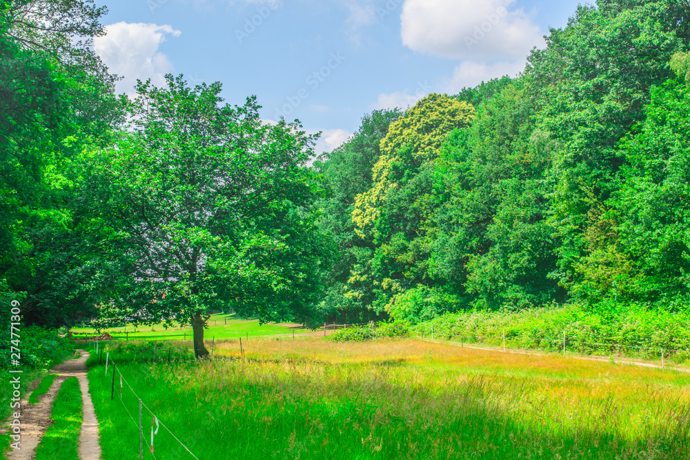 Obraz premium Path in Dutch forest