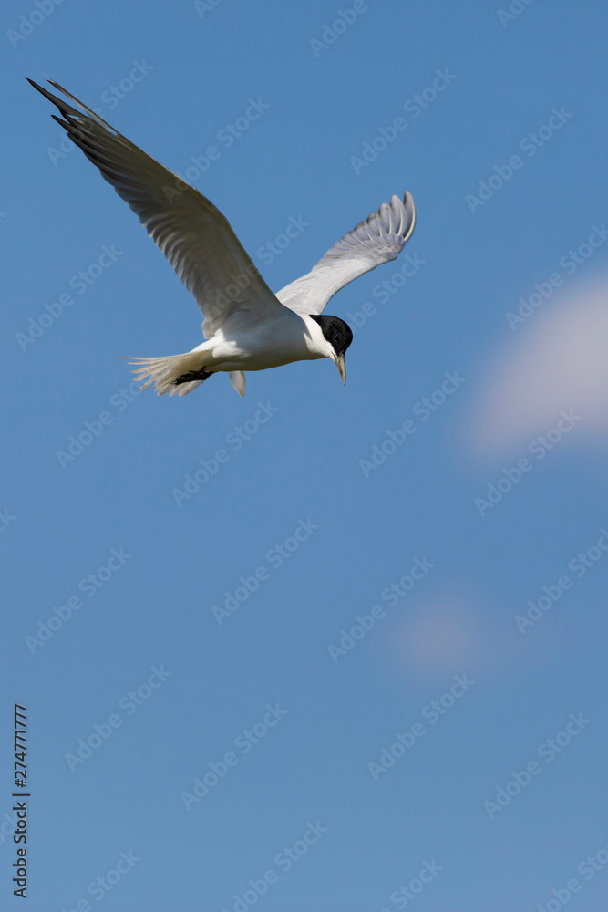Flying bird tern. Blue sky and white clouds background. Flying bird tern. Blue sky and white clouds background.