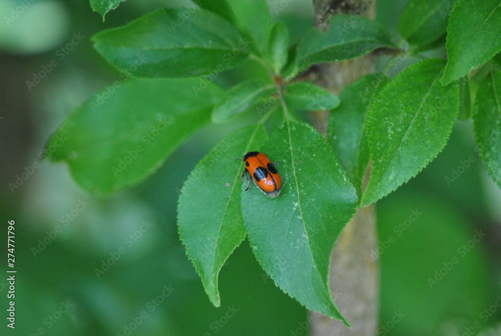 ladybug on leaf ladybug on leaf