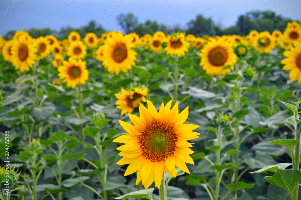 field of sunflowers field of sunflowers