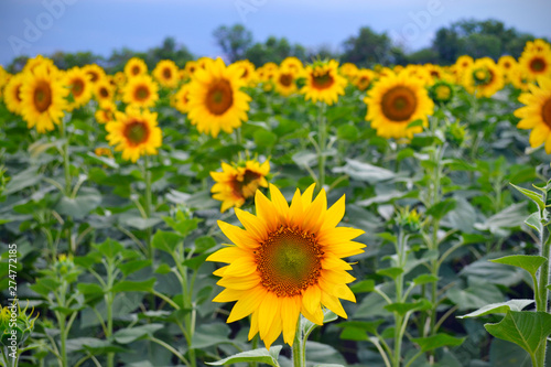 field of sunflowers