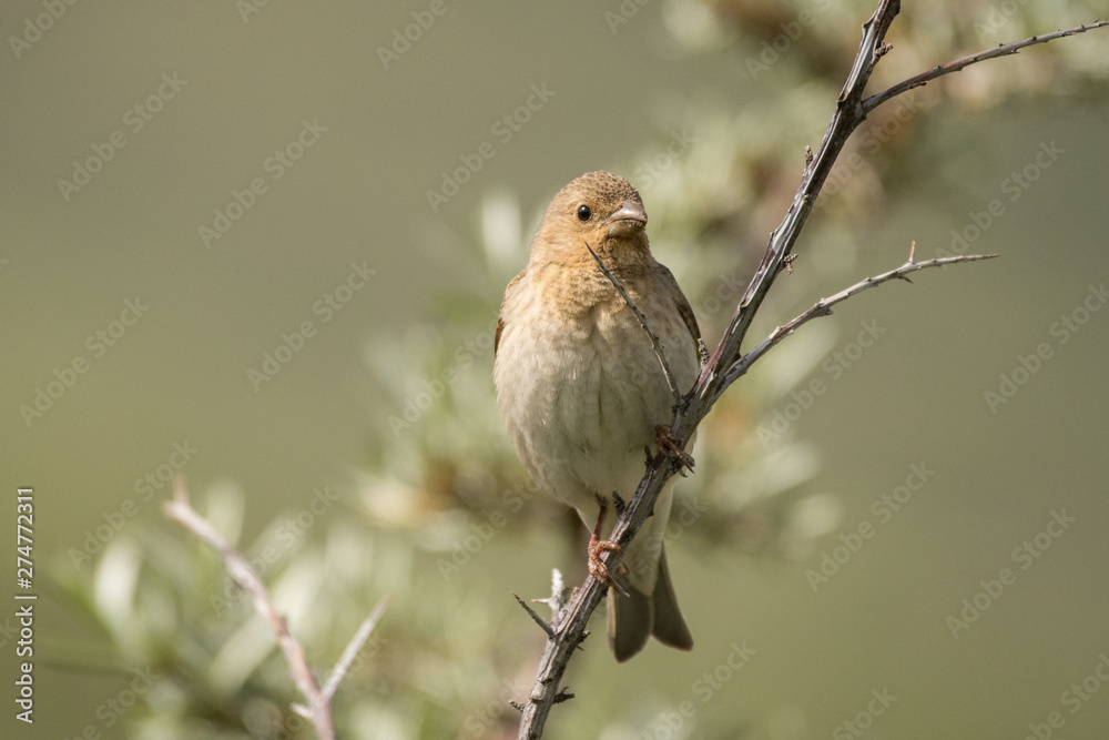 Stunning bird photo. Common rosefinch / Carpodacus erythrinus Stunning bird photo. Common rosefinch / Carpodacus erythrinus