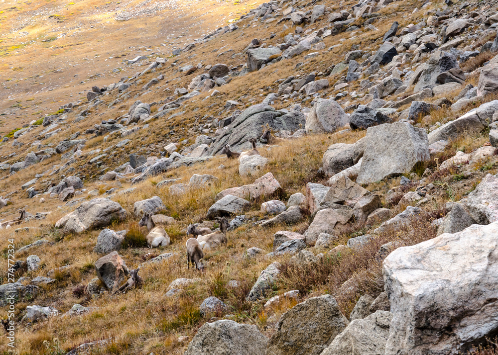 Boulder Field on Mount Evans Boulder Field on Mount Evans