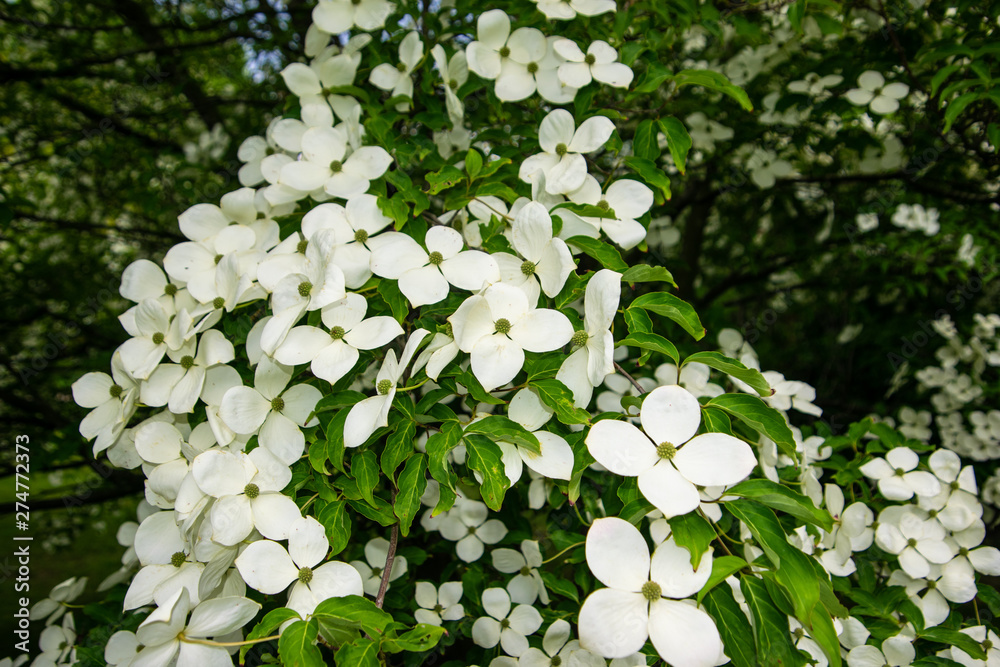 Flowering dogwood tree plant in blossom