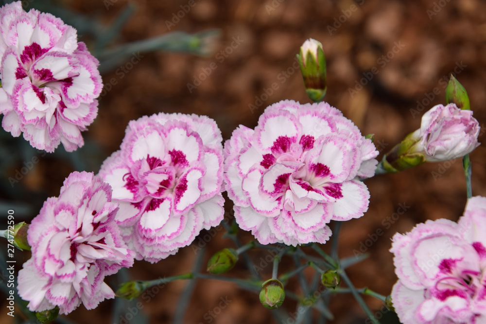beautiful carnation pink flowers