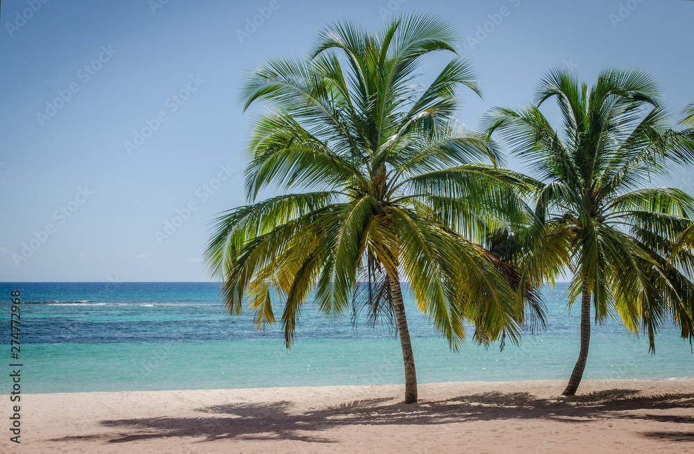 Coconut palm trees on white sandy beach in Saona island, Dominican Republic