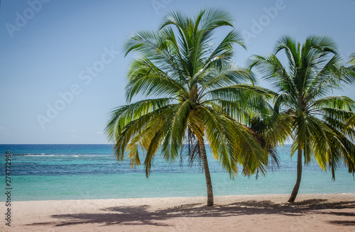Fototapeta Naklejka Na Ścianę i Meble -  Coconut palm trees on white sandy beach in Saona island, Dominican Republic
