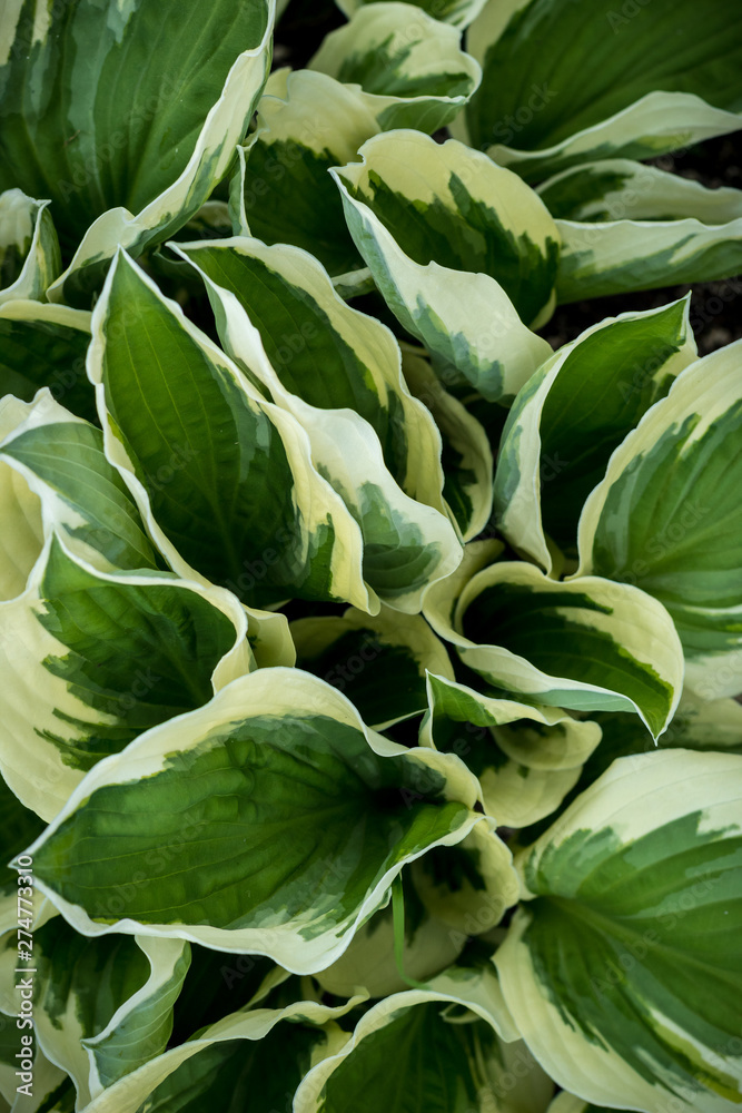Obraz premium Green leaves pattern Natural background and wallpaper top view