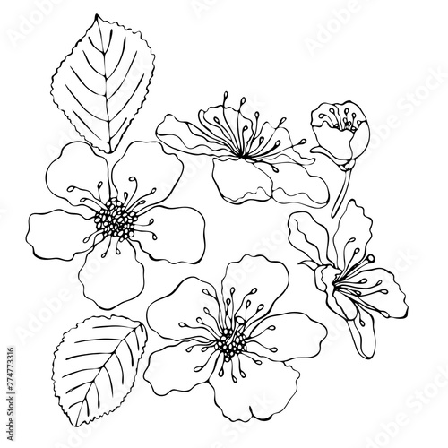 Floral coloring template with black line flower