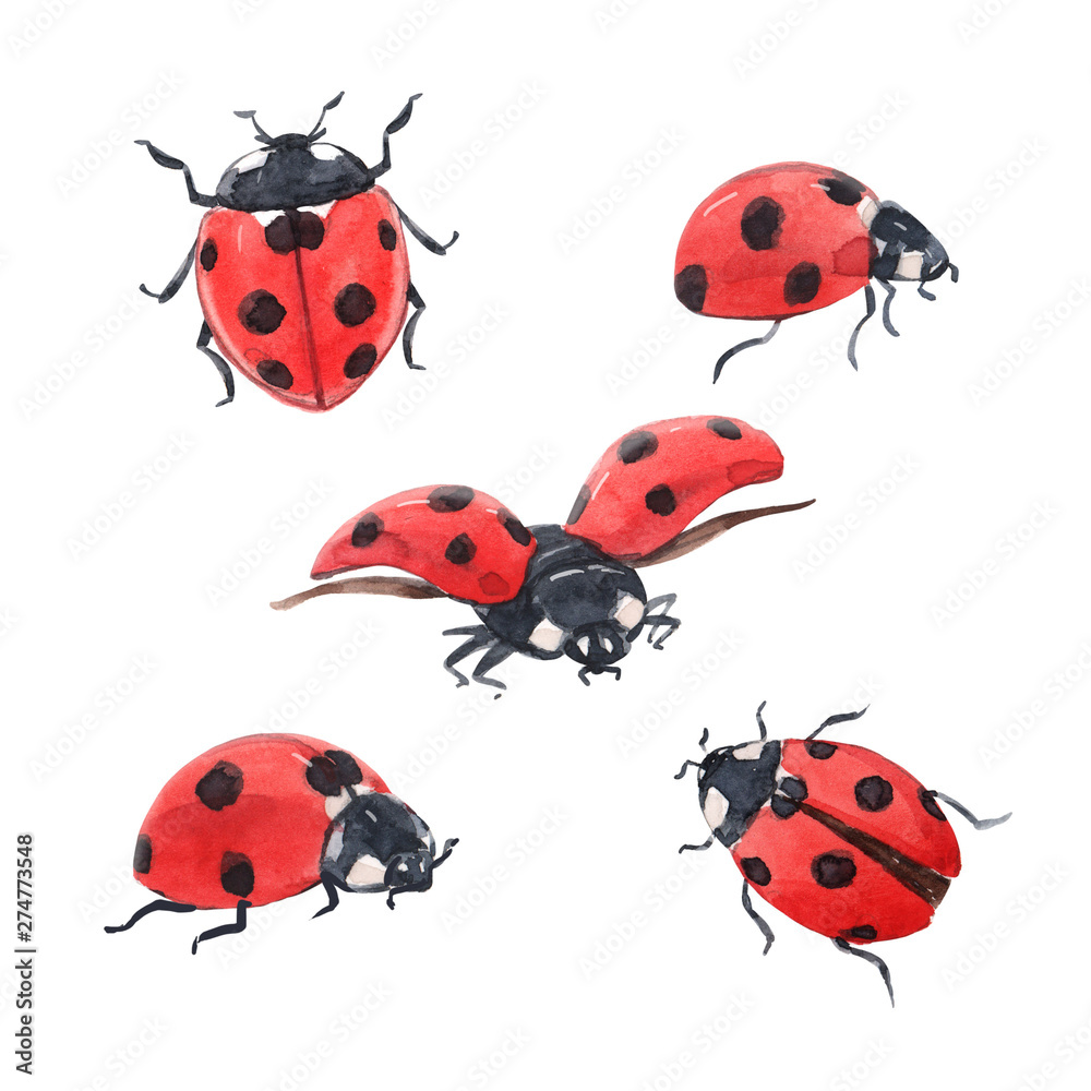Fototapeta premium Watercolor ladybug illustration set
