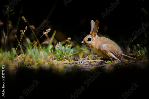 Cute animal. Williams Jerboa, Allactaga williamsi. Green nature habitat background.  photo