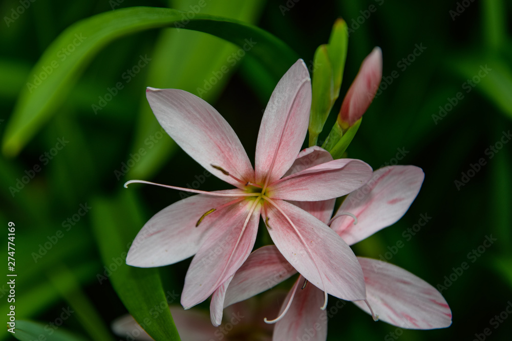 beautiful pink Lilly flower close up beautiful pink Lilly flower close up