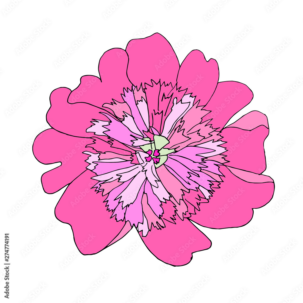 Peony flower hand drawn pink sketch. Flower thin black outline design  element stock vector illustration for web, for print Stock Vector | Adobe  Stock