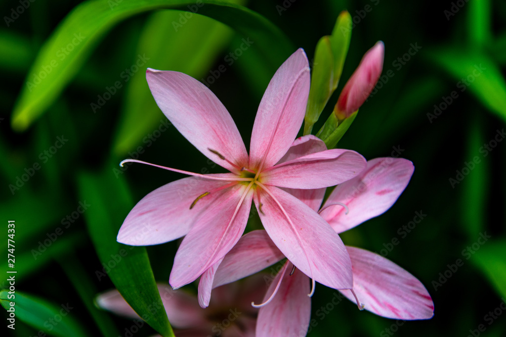 beautiful pink Lilly flower close up beautiful pink Lilly flower close up