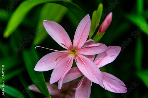 beautiful pink Lilly flower close up