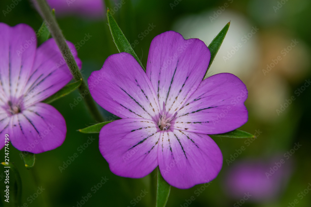 single isolated purple flower close up